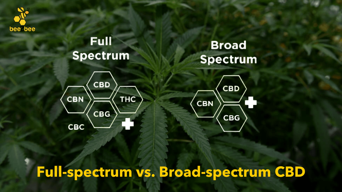 Full Spectrum vs Broad Spectrum CBD: Which is Better? - beeZbee