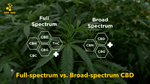 Full Spectrum vs Broad Spectrum CBD: Which is Better? - beeZbee