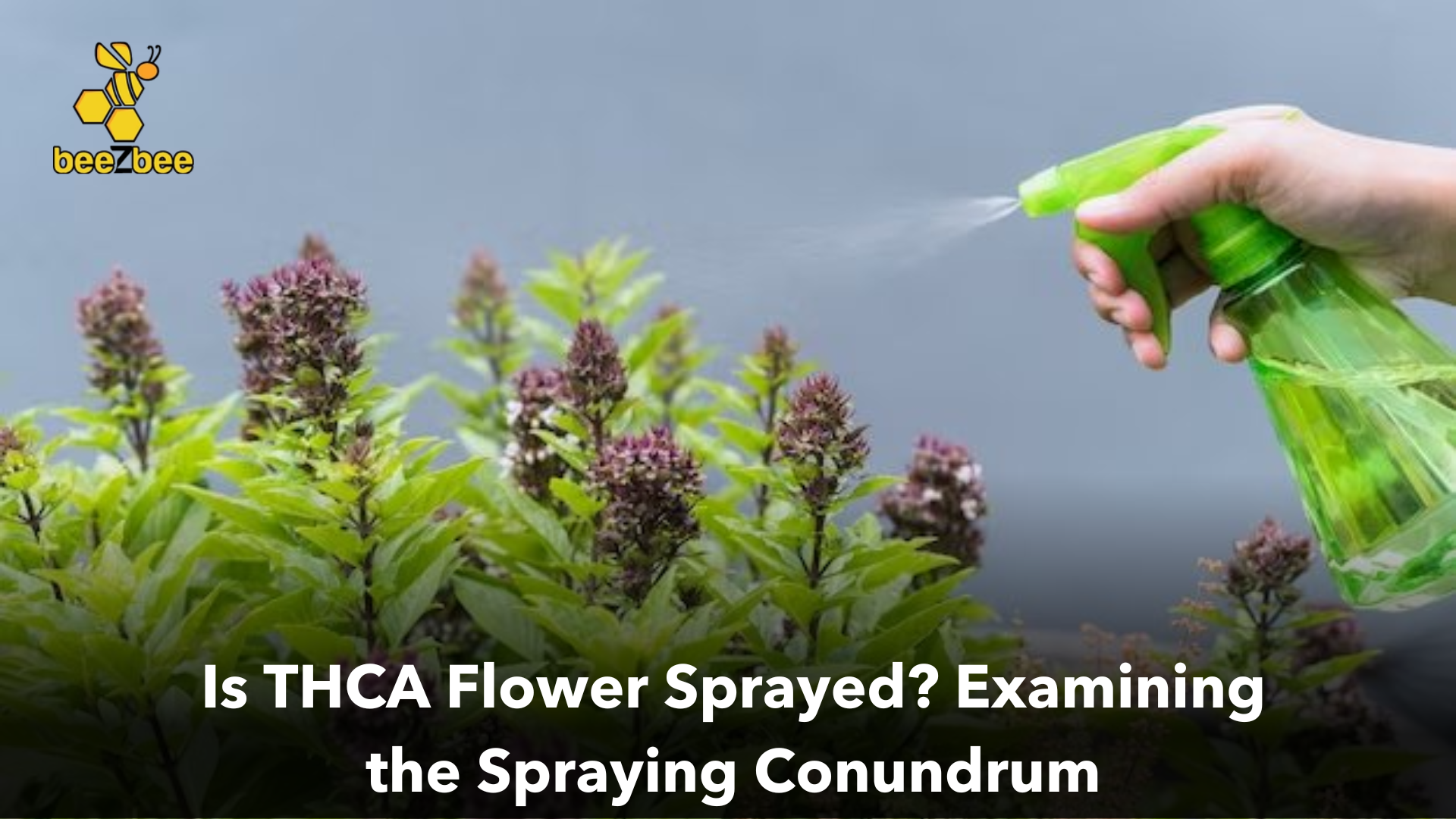 is thca flower sprayed